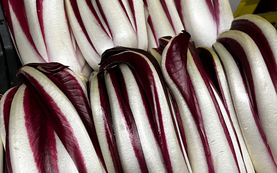 Cespi di Radicchio Rosso di Treviso Tardivo Pattaro in cassetta, coste bianche e foglie rosso intenso