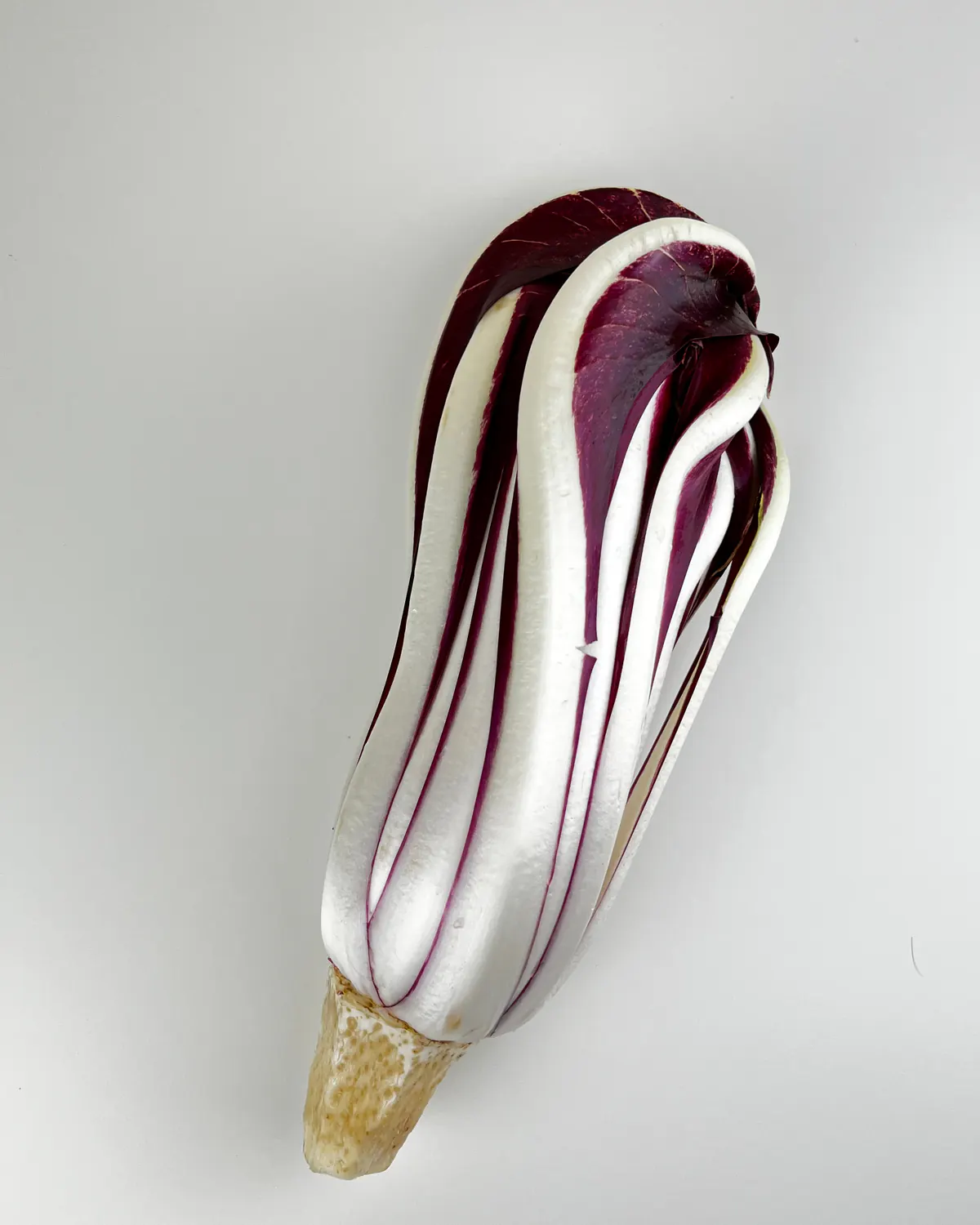 Un cespo di Radicchio Rosso di Treviso Tardivo Pattaro, foglie affusolate rosso scuro e coste bianche