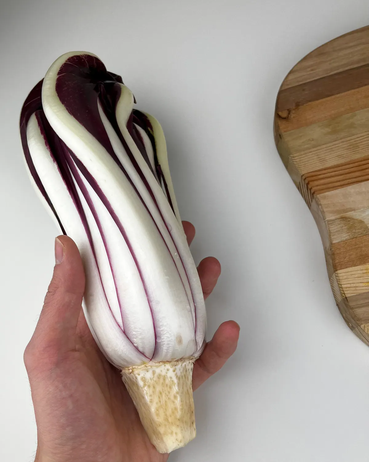 Un cespo di Radicchio Tardivo tenuto in mano, rifinito e pronto